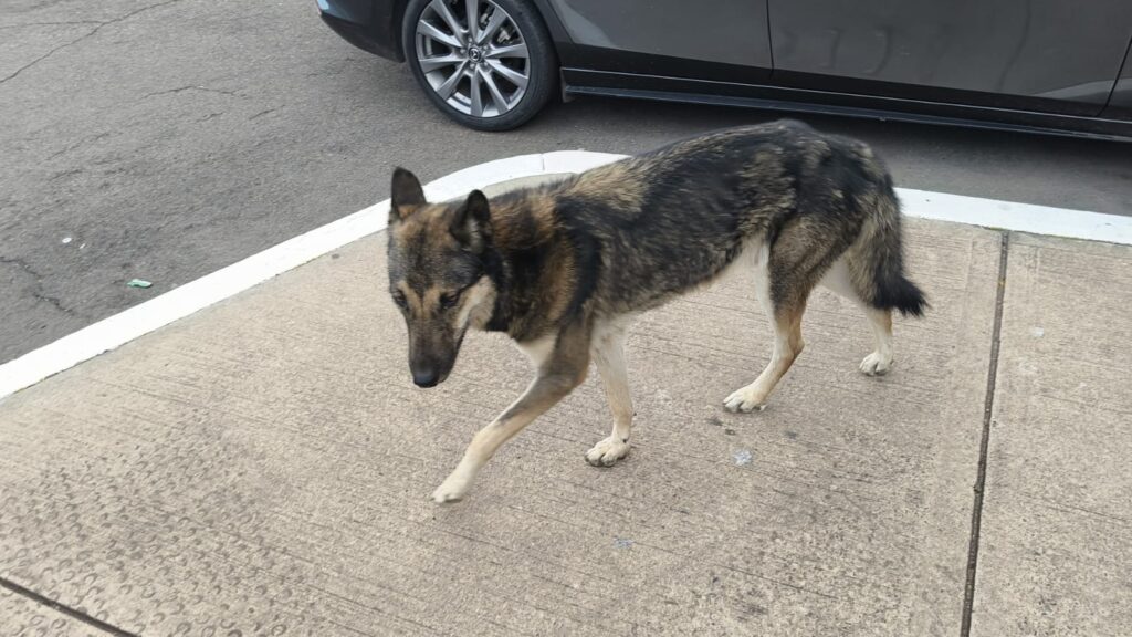 Perrito espera volver a casa tras perderse en Culiacán