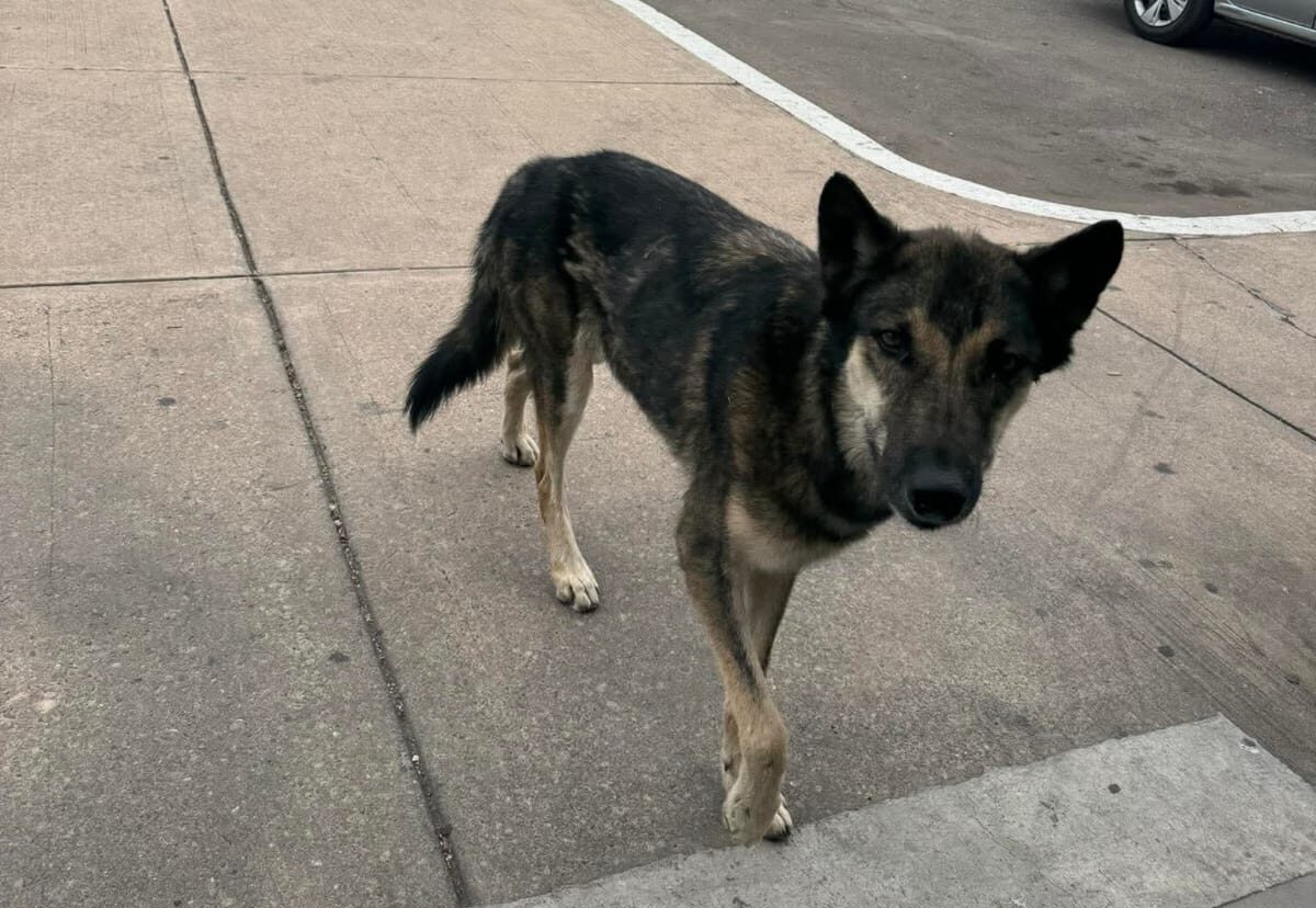 Perrito espera volver a casa tras perderse en Culiacán