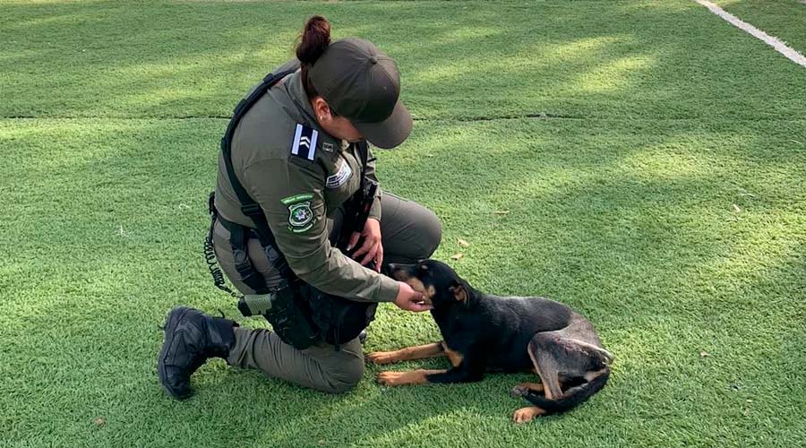 Perro rescatado en Guasave