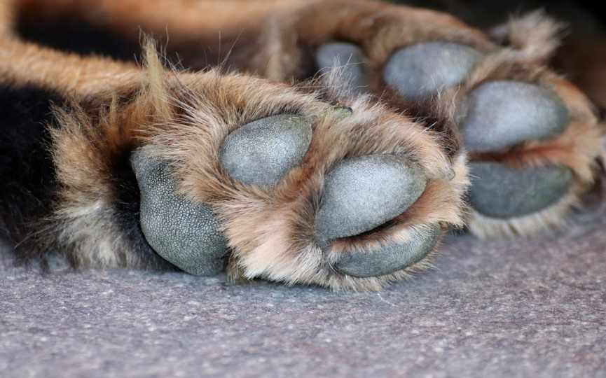 Patitas de perrito