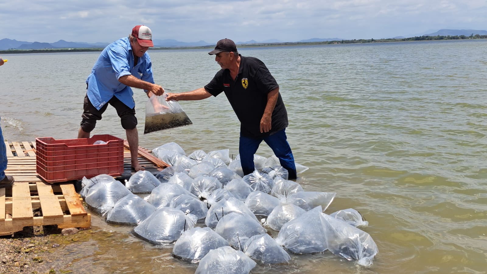 Sinaloa ocupa el primer lugar nacional en producción de tilapia en presas