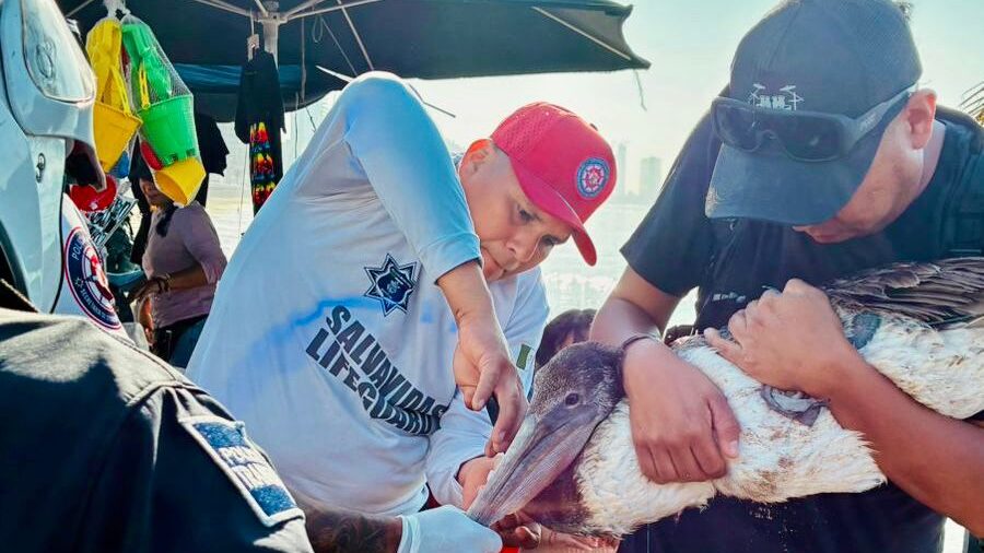 Pescador atrapa accidentalmente a un pelícano
