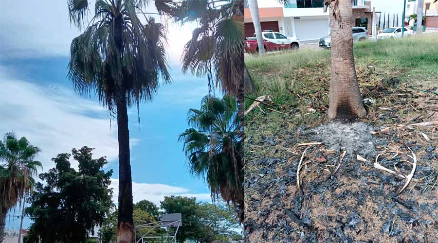 Rayo incendia palmera en Los Tulipanes, Culiacán