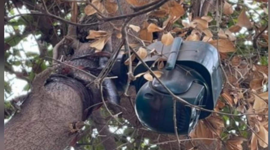 Cámaras de videovigilancia instaladas en un arbol