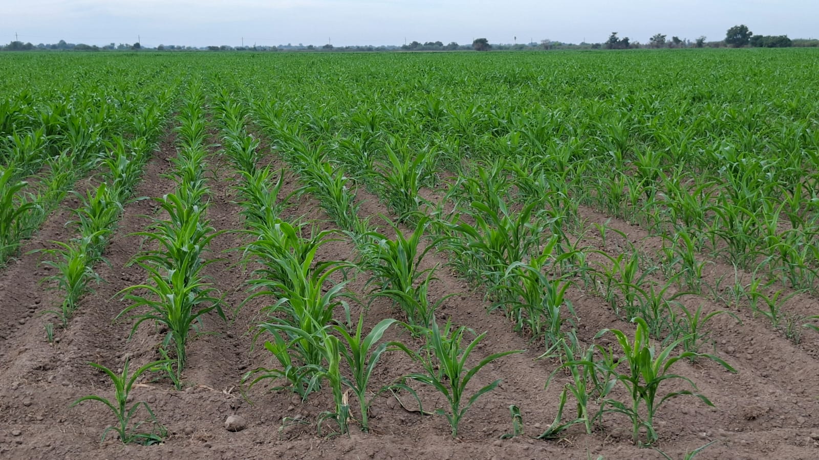 Agricultores de Escuinapa esperan poder regar sembradíos con agua