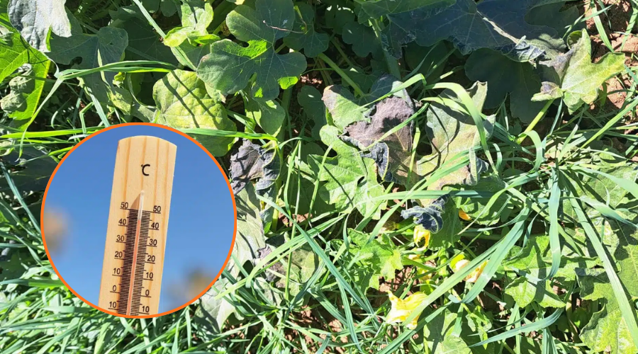 En grande hojas de campo bajo la luz del sol, en circulo un termómetro midiendo la temperatura