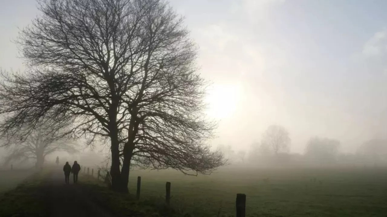 Paisaje con un árbol y unas personas caminando entre la densa neblina