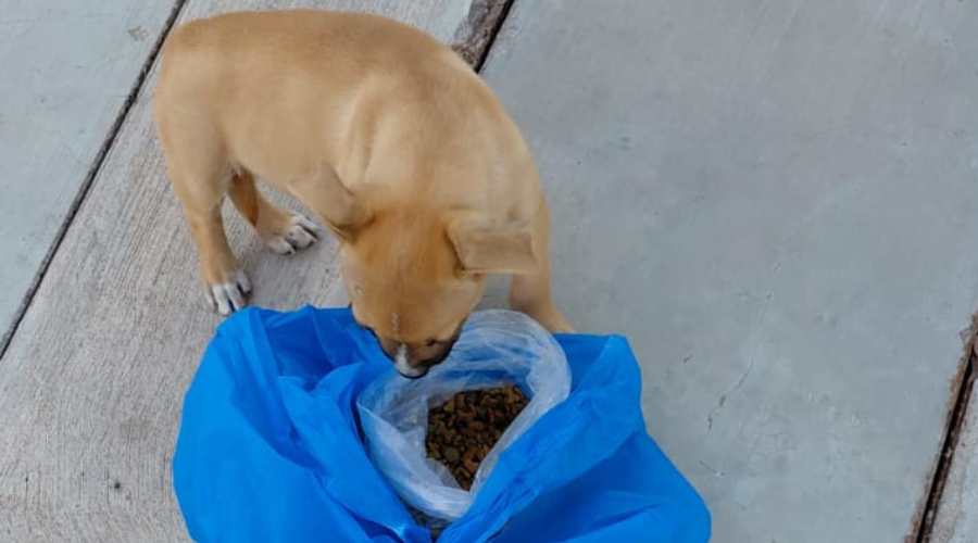 Cachorro abandonado con una bolsa de croquetas