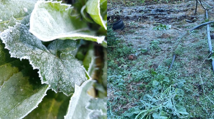 Hojas cubiertas de hielo