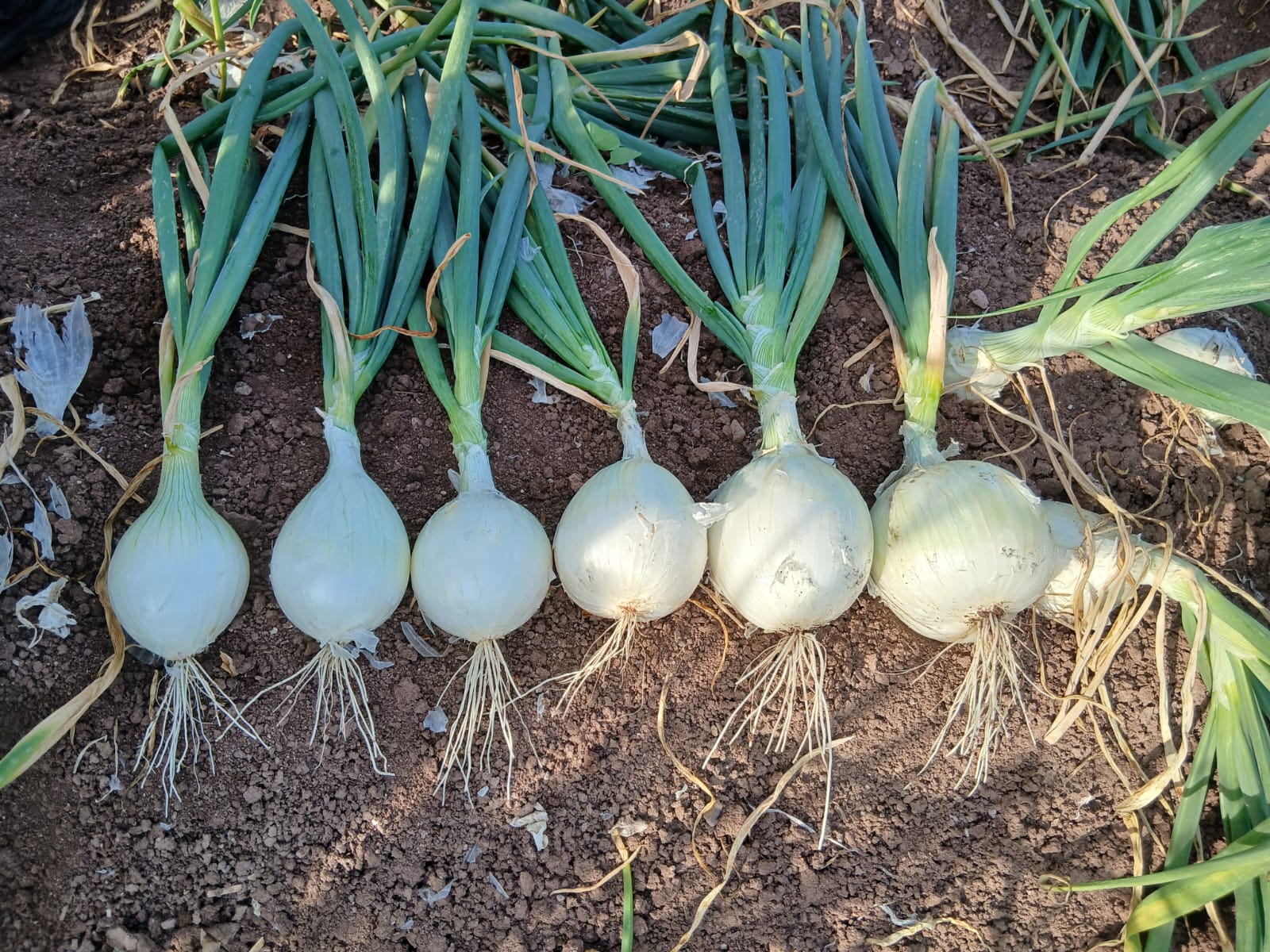Cebollas blancas con rabo en la tierra