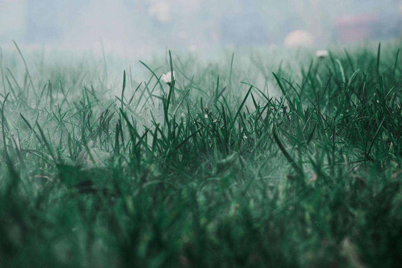 césped verde entre neblina
