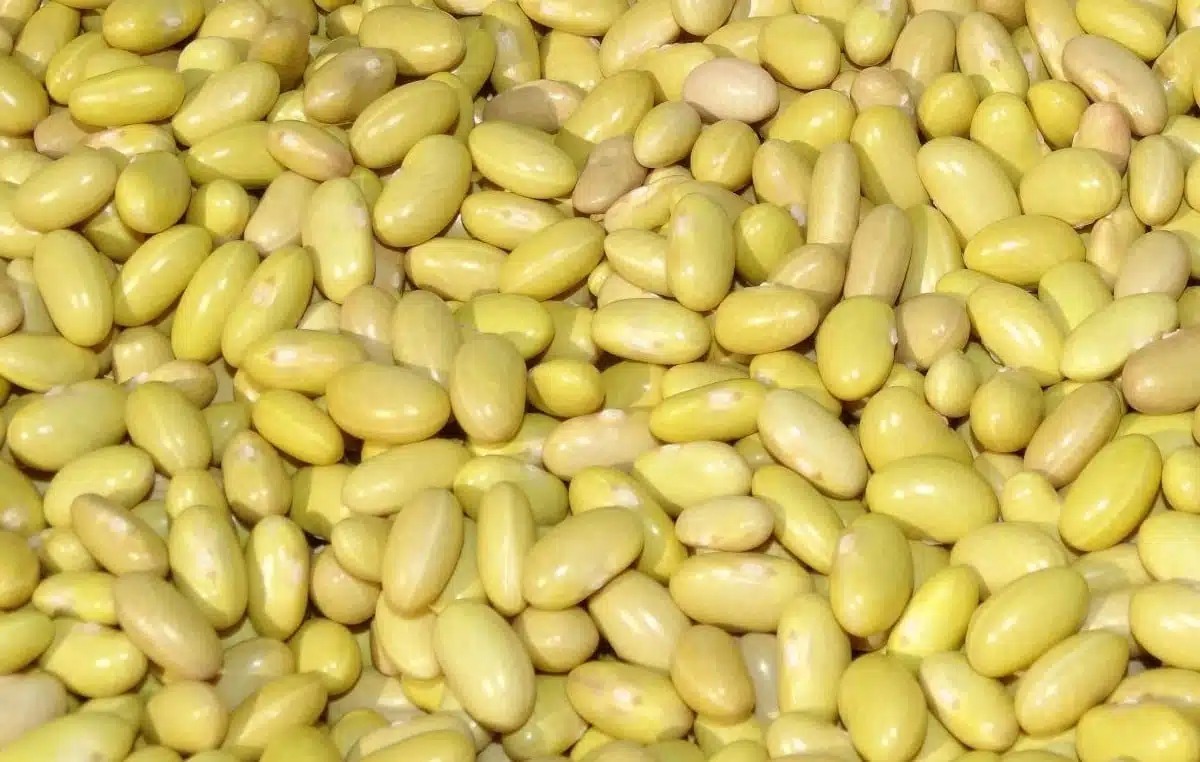 Granos de frijol amarillo