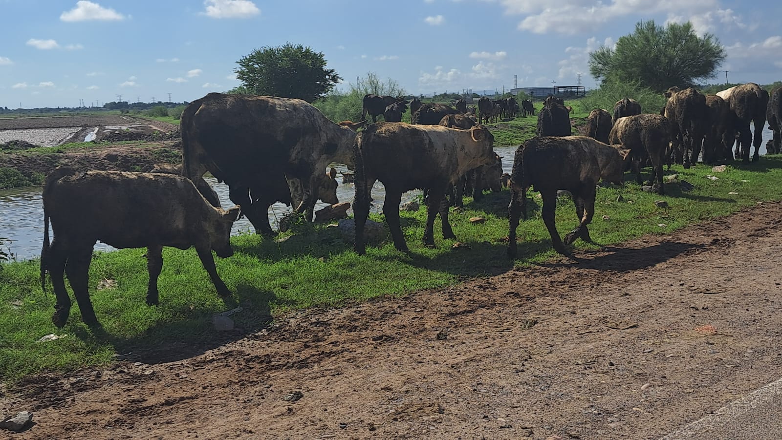 Animales vacas a la orilla de un canal