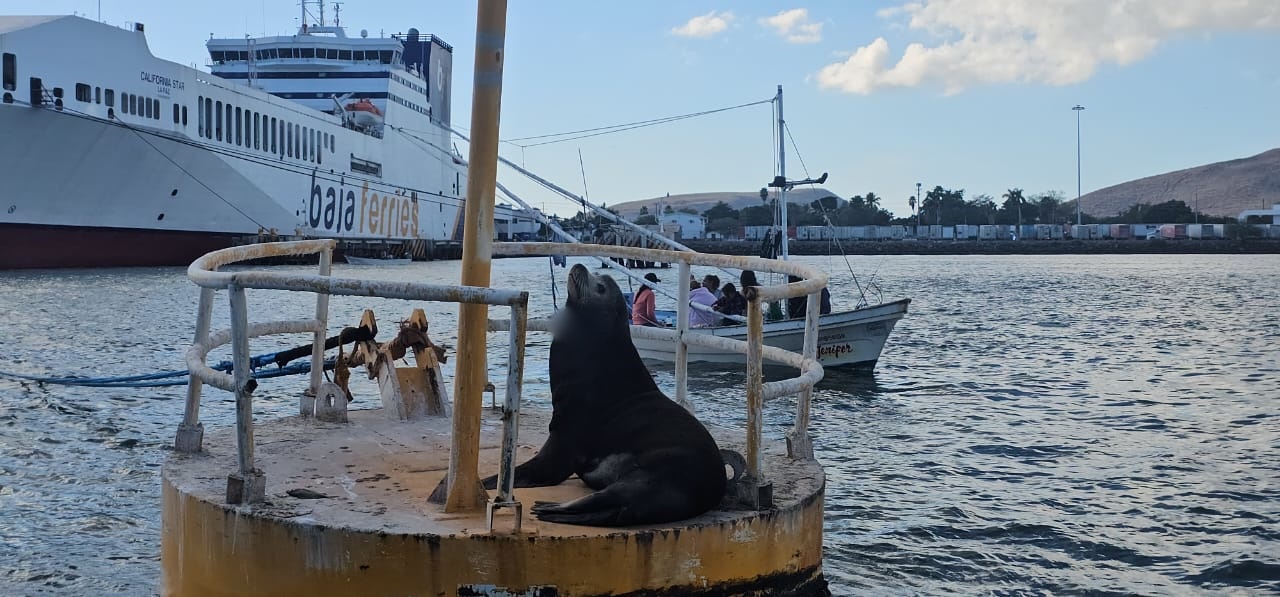 Lobo marino en el mar
