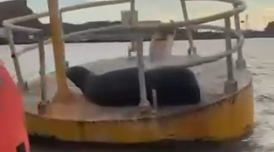 Lobo marino arriba de una boya flotante