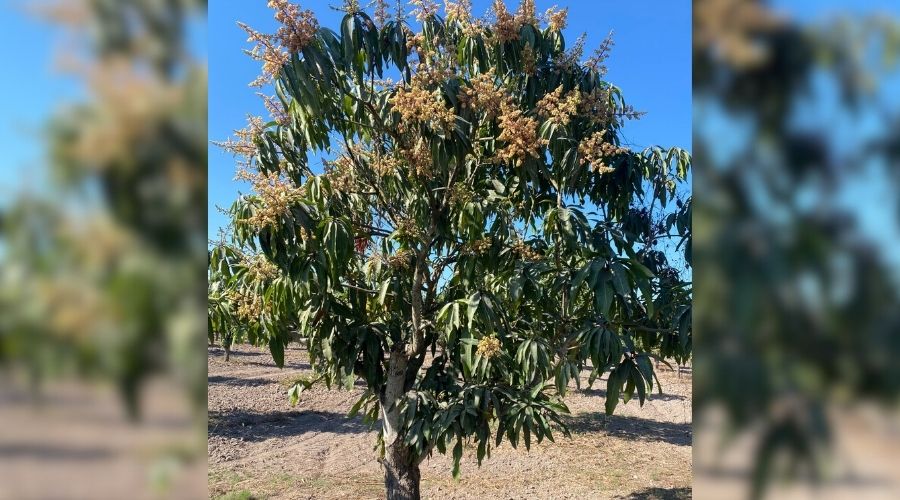Árbol de mango