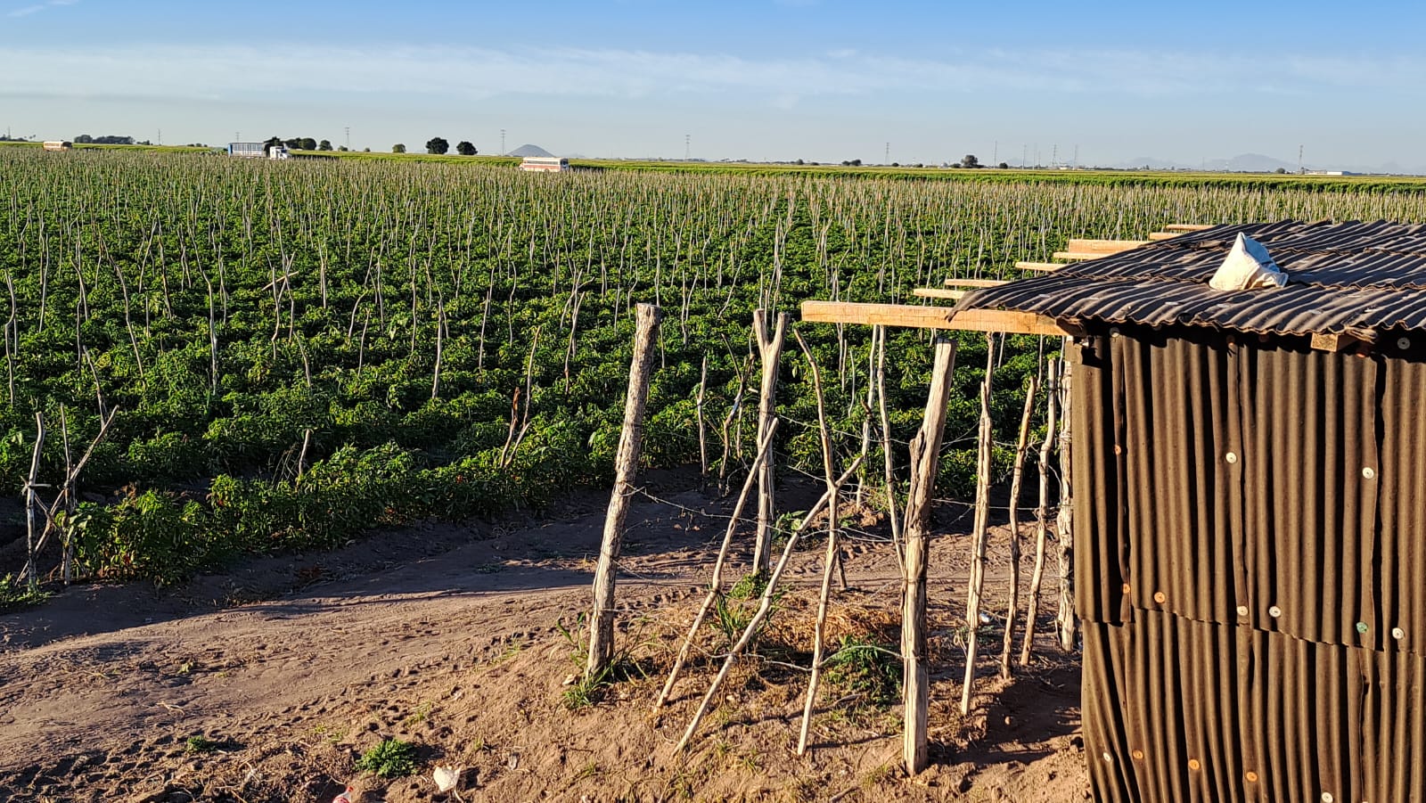 Campo de siembra en Sinaloa