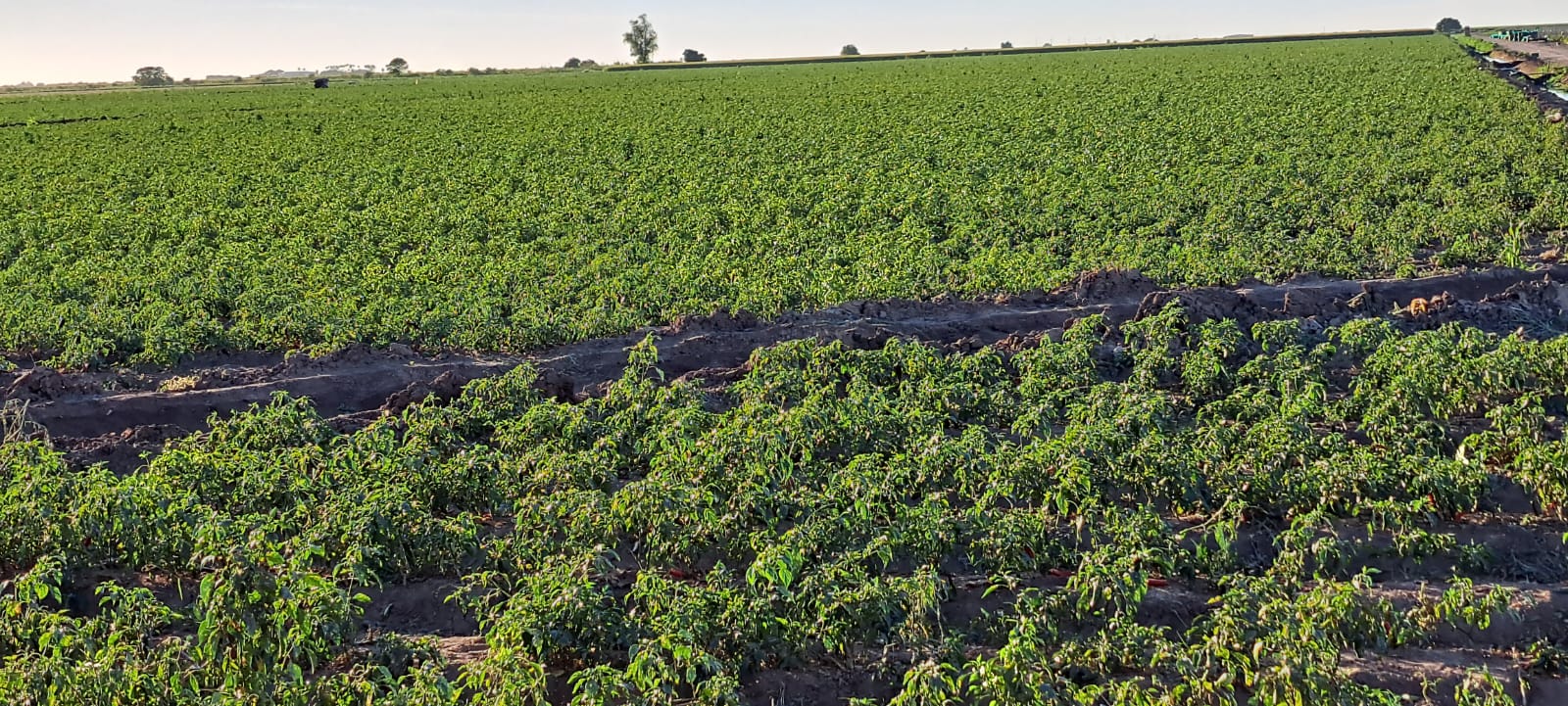 Campo con siembras