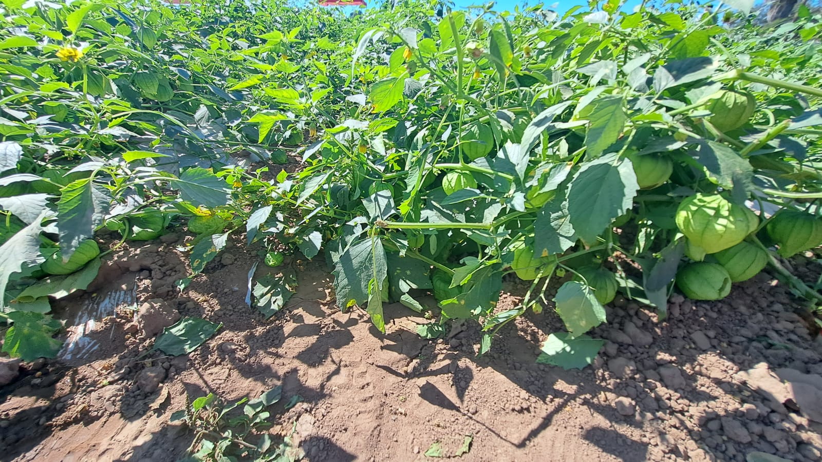 Siembra de tomatillos