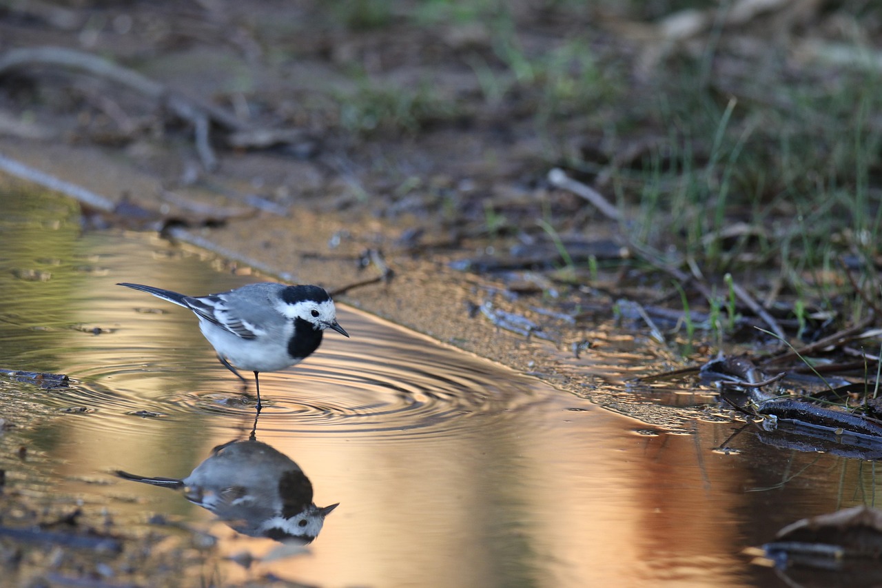Ave sobre un charco de agua en el suelo por la lluvia
