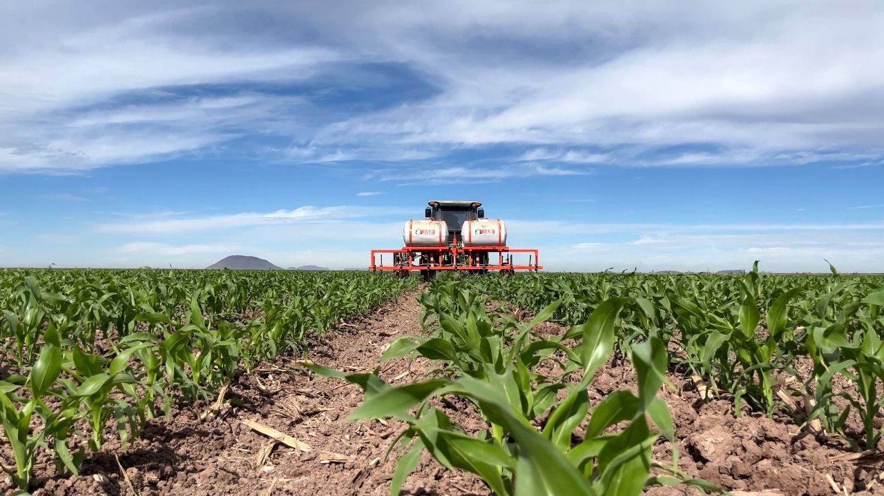 Campo agrícola de Sinaloa