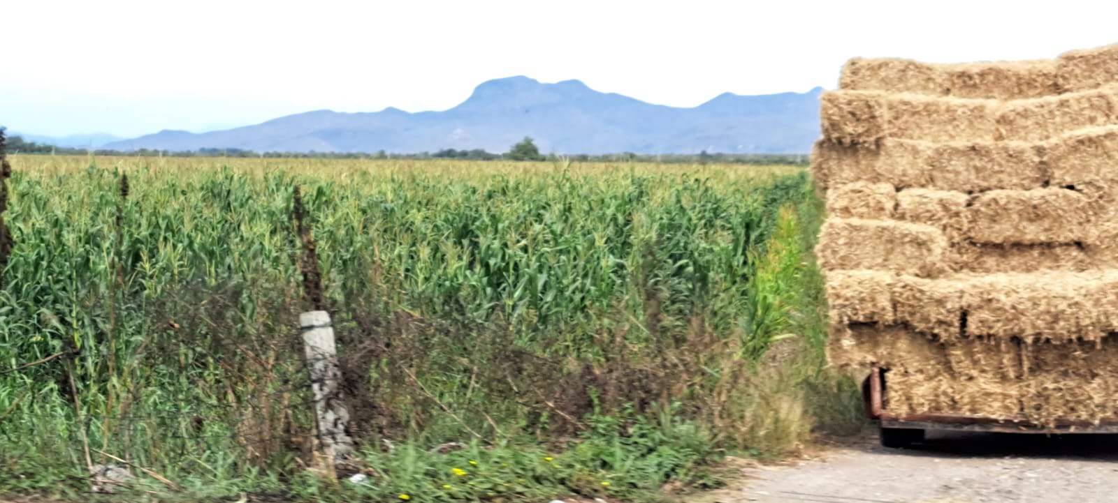Campo agrícola