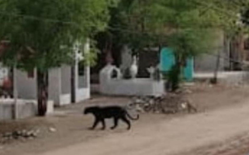 “Al parecer es un jaguar grande”: Ponen en marcha operativo para capturar a felino al sur de Culiacán