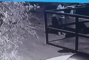 Indignación en Nuevo León por video de presunto maltrato animal en vía pública