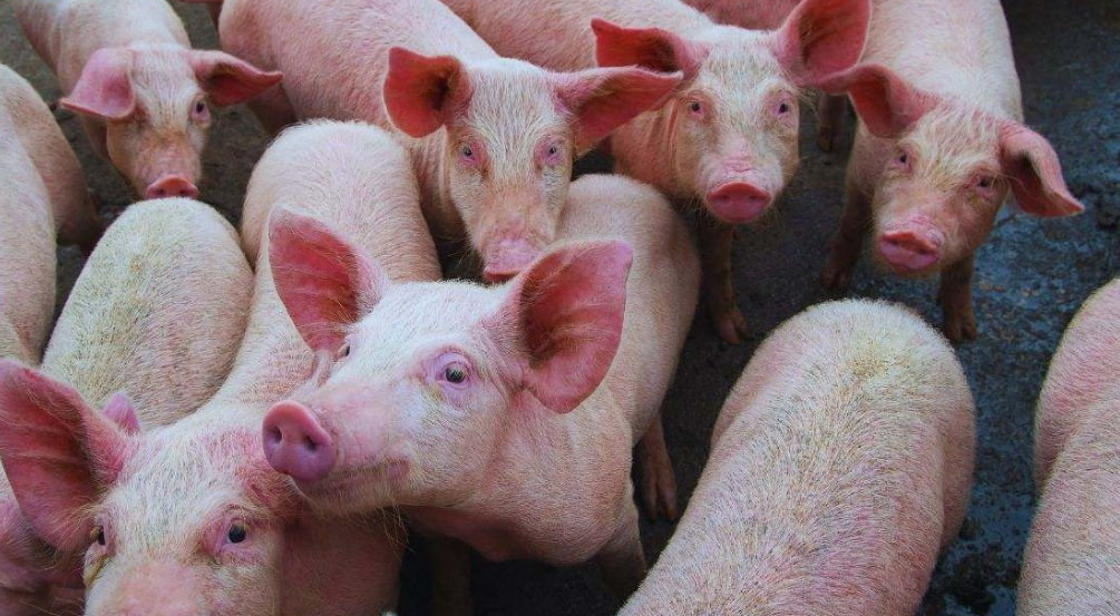 Alerta sanitaria en España por posible contagio humano de gripe porcina