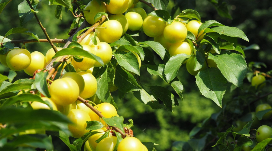 Ciruelas todavía en huerta