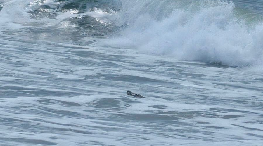 Avistamiento de un Cocodrilo en el mar