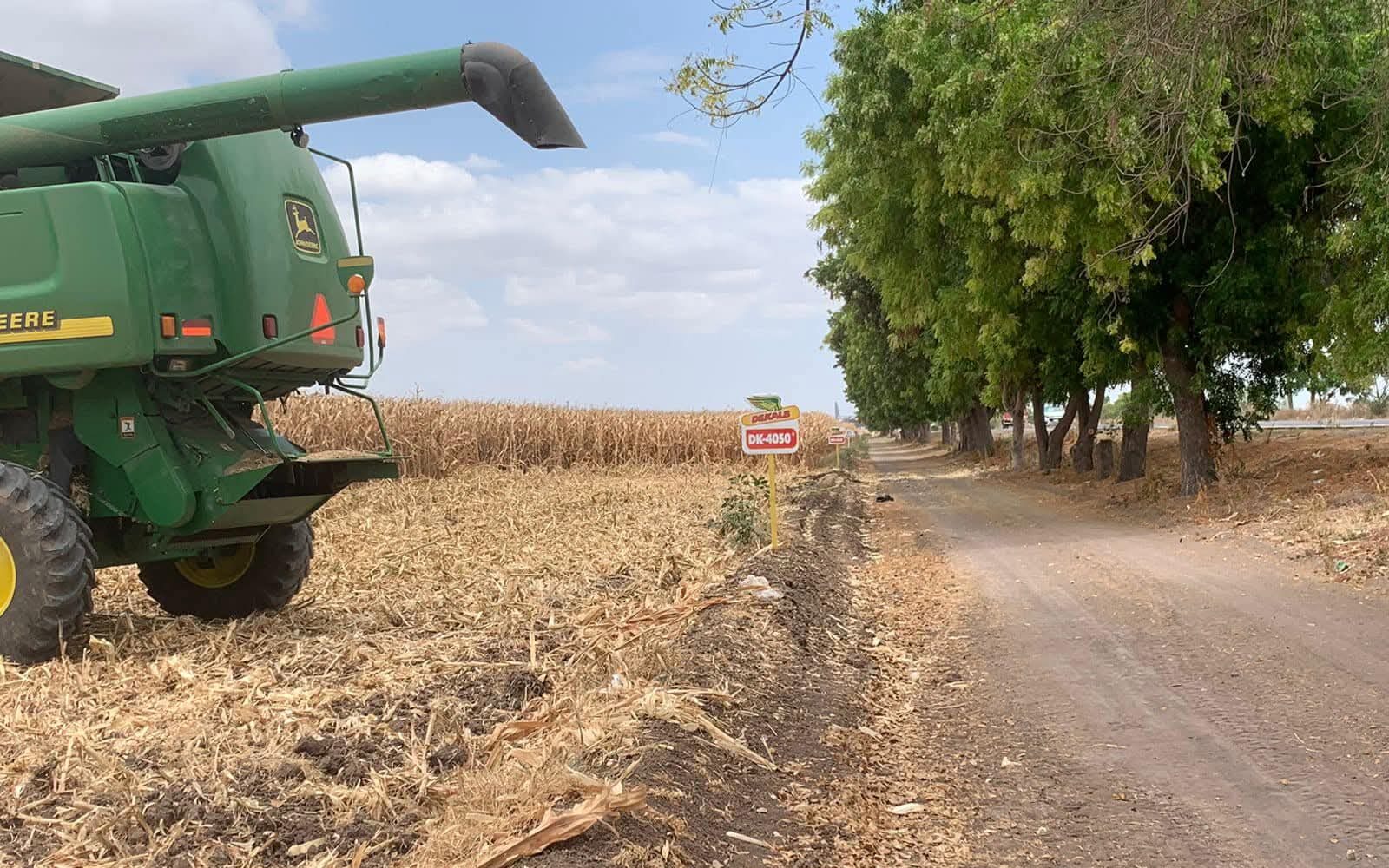 Cosecha del grano de Maíz en Sinaloa