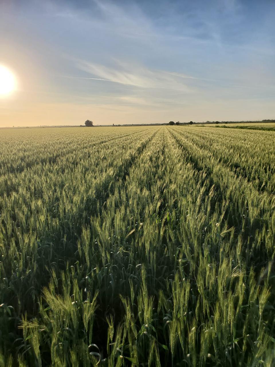 Cultivo en el Valle del Évora.