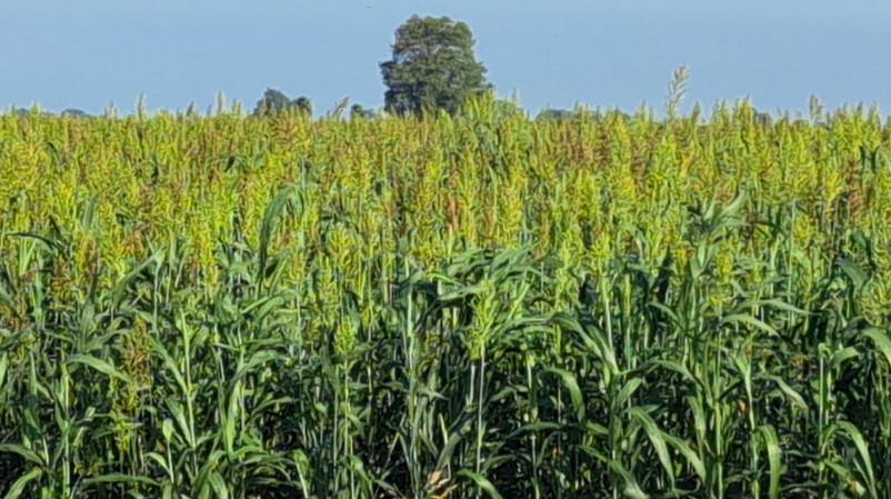 La Secretaría de Agricultura reporta la siembra de 622 mil 957 hectáreas de granos en Sinaloa