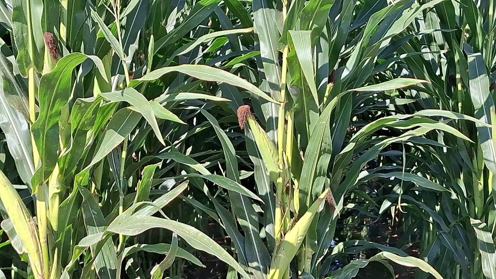 Cultivo de elotes en campo de Guasave