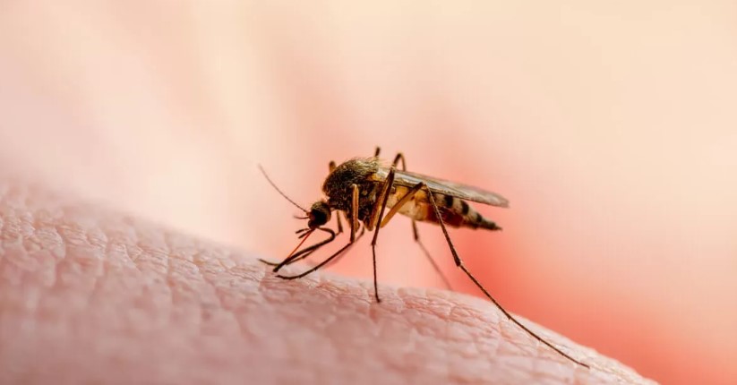 Casos de dengue en México aumentan a 552, con presencia en al menos 20 estados
