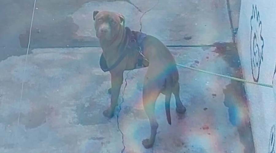 Denuncian presunto maltrato animal en Culiacán