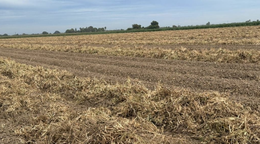 Campo en Sinaloa.