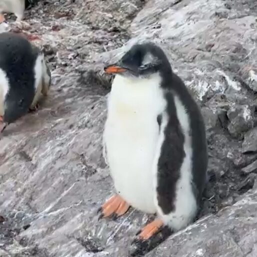 Grupo de pingüinos recibe a investigadores