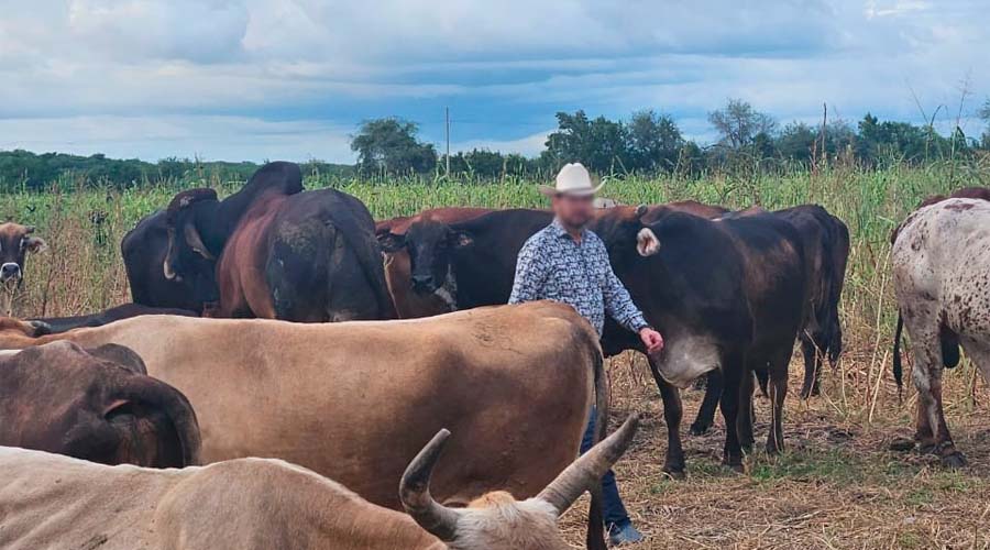 Gusano barrenador ha favorecido precio de becerro en Sinaloa