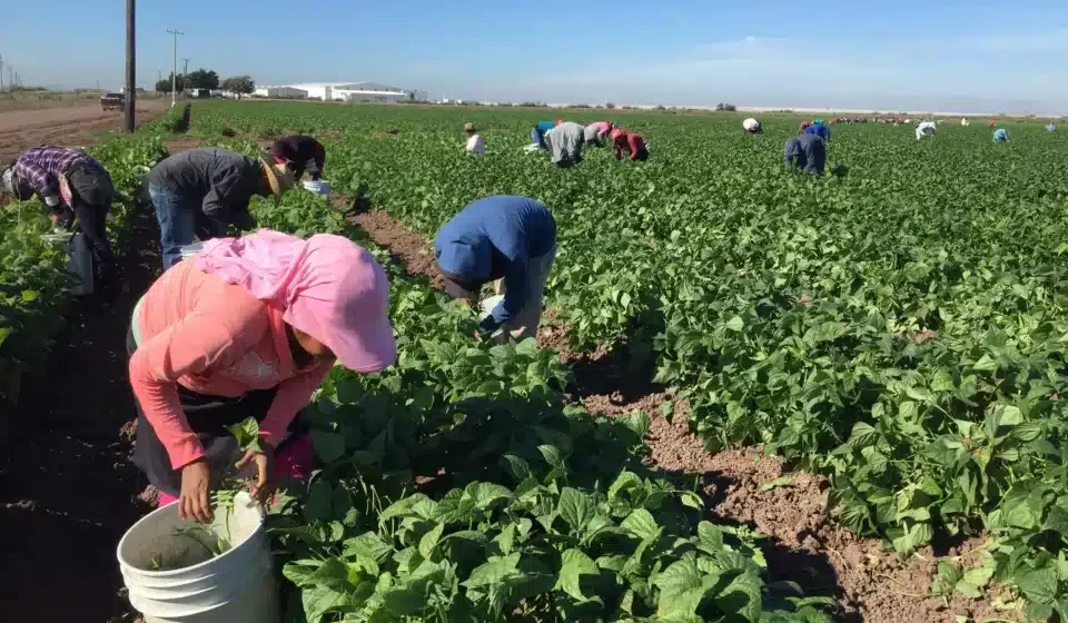 Jornaleros agrícolas trabajando