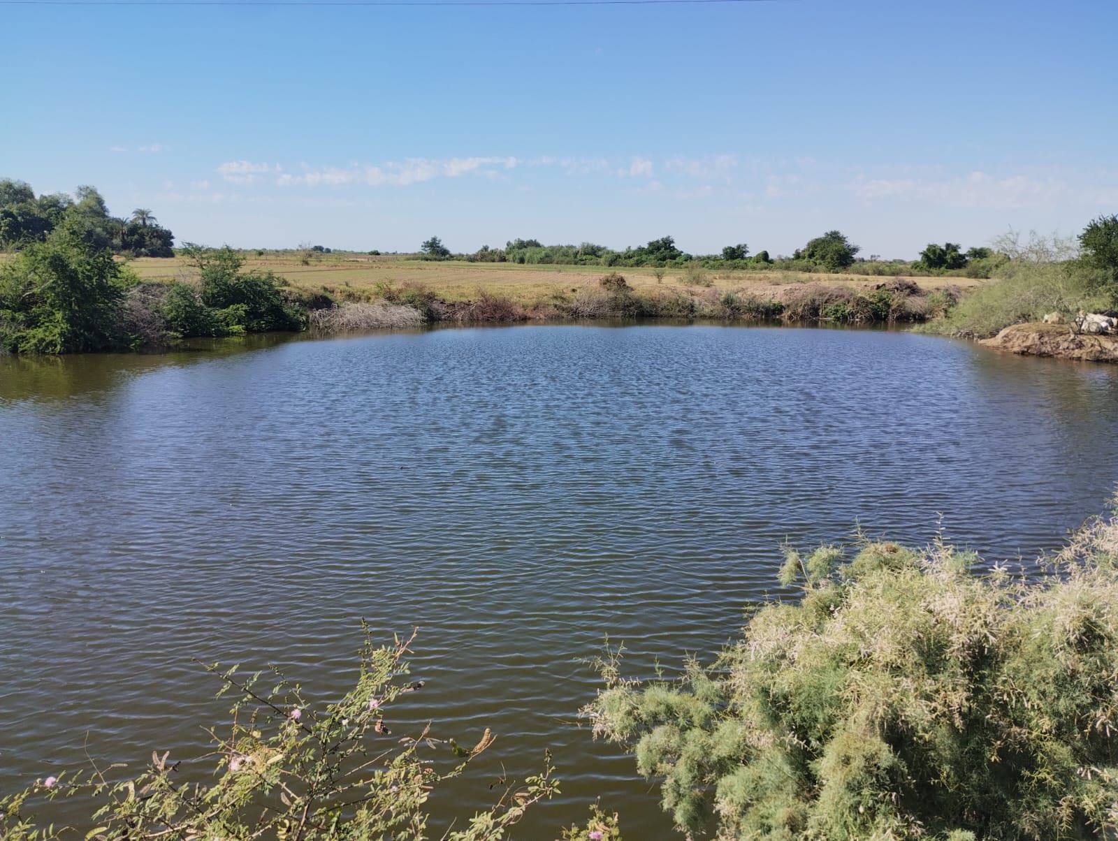 Laguna de Carricitos en Guasave.