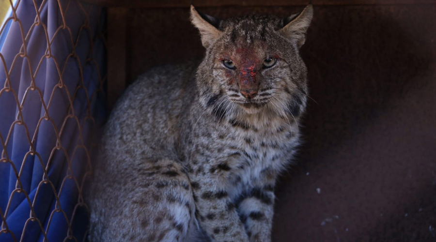 Lince enjaulado