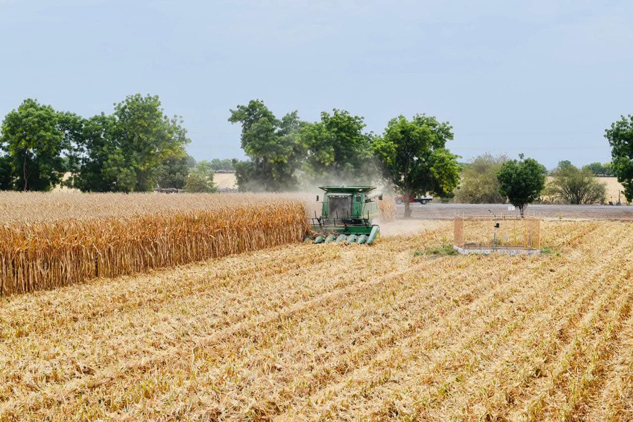 Cultivo de maíz.