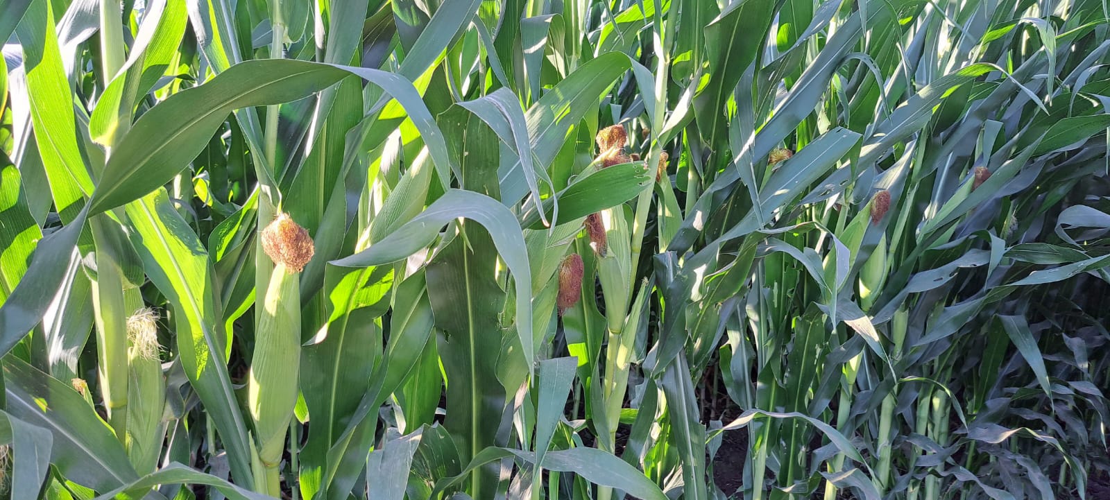 Cultivo de Maíz