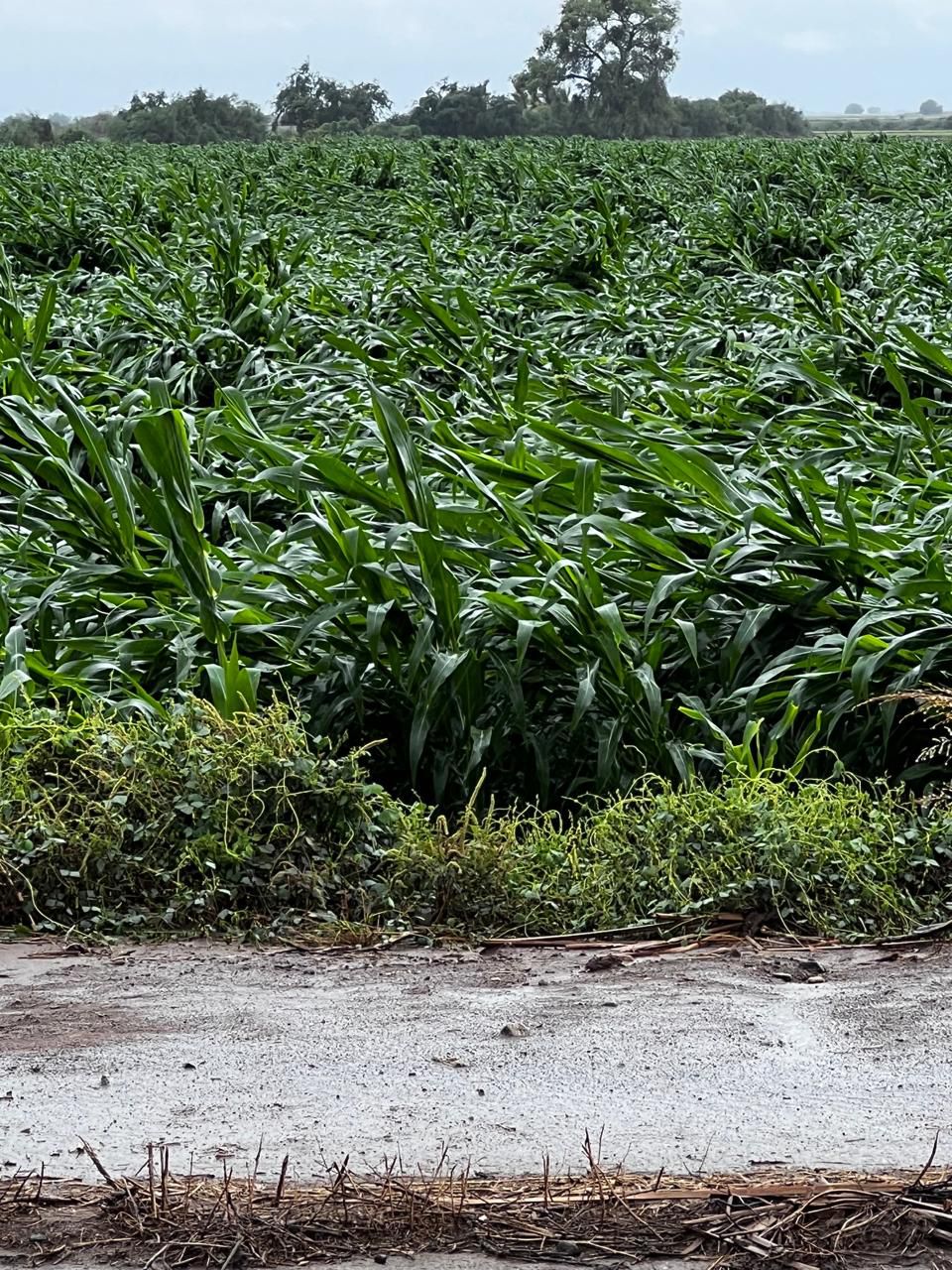 Cultivo de maíz afectado por la lluvia.