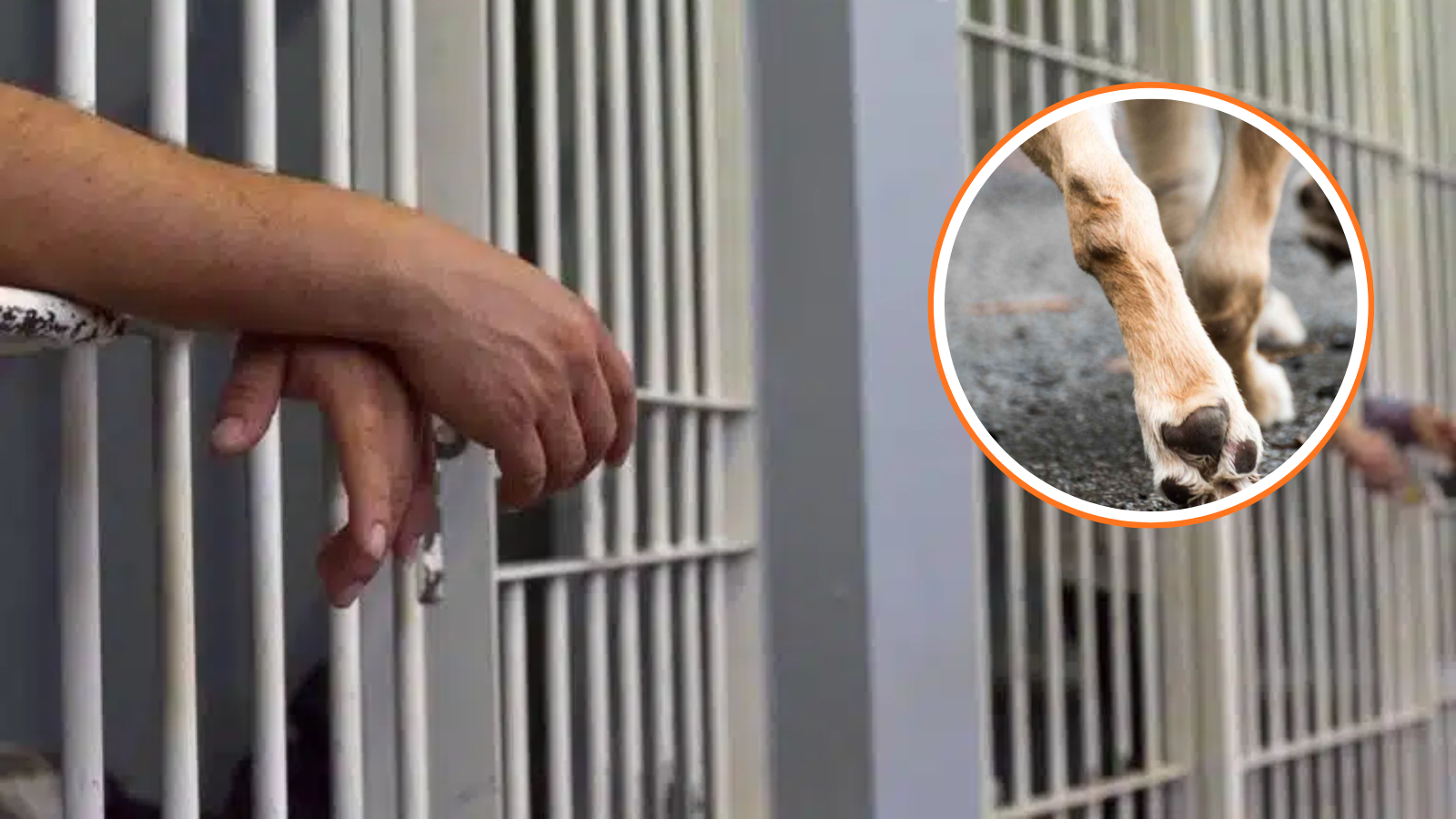 Hasta 7 años en la cárcel puede pasar agresor de perrita que fue atacada con un machete