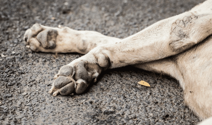 A diario Ecología recibe denuncias de maltrato animal