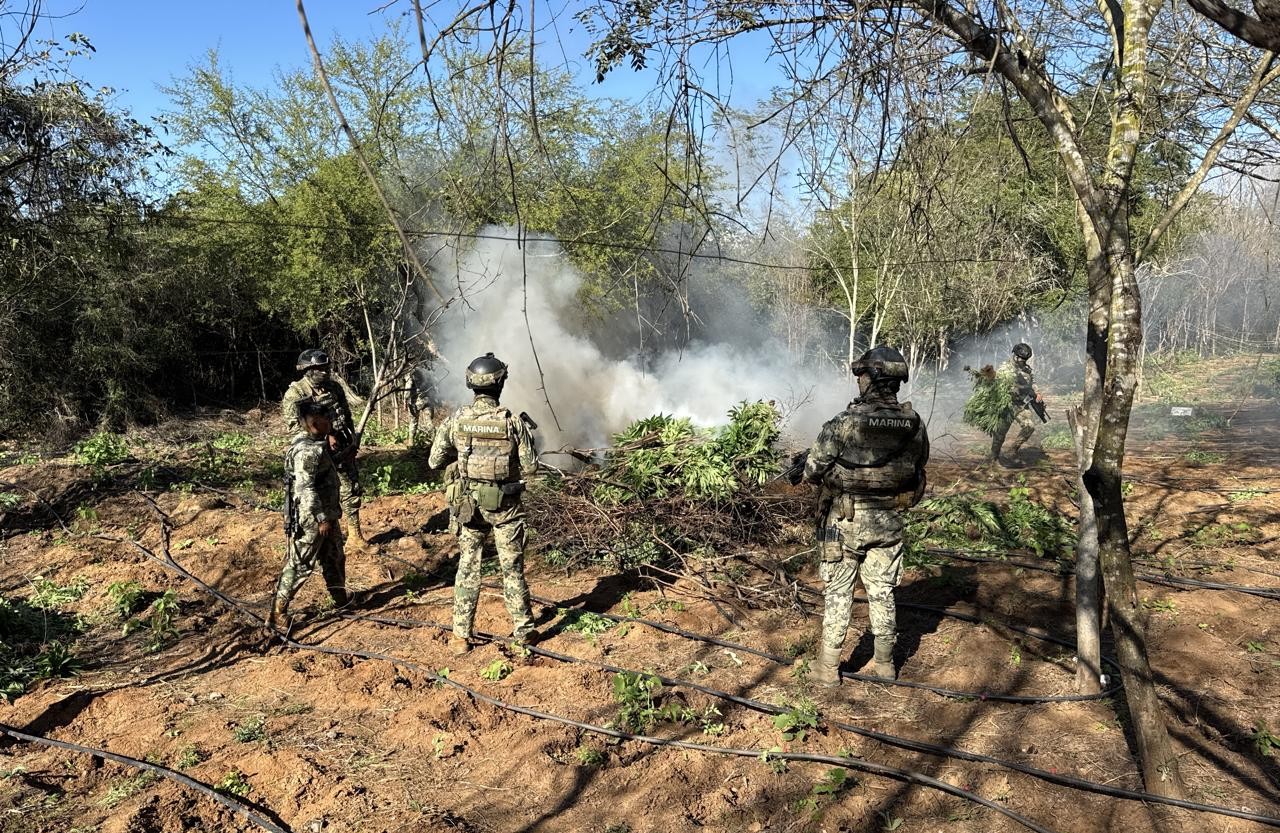 Elementos de la Marina en un plantío de marihuana erradicado