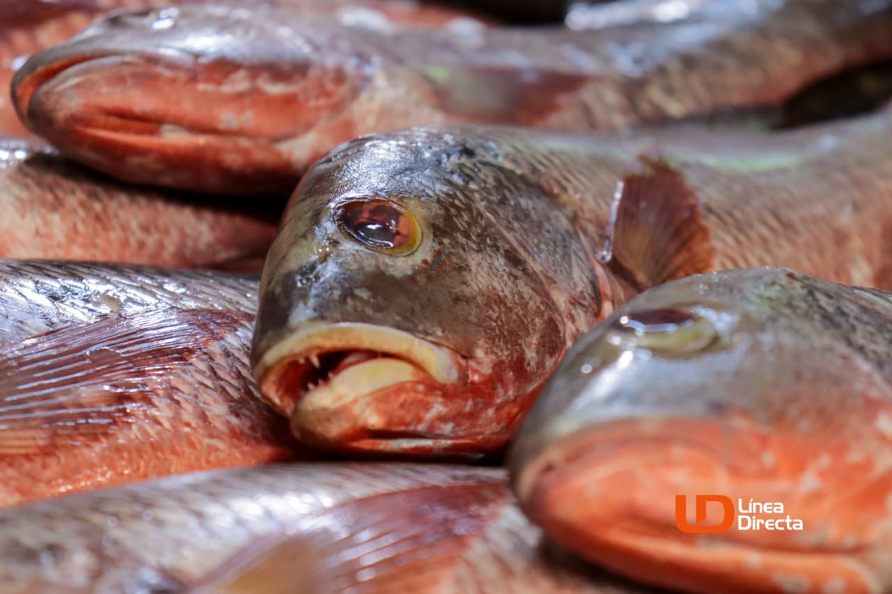 Venta de pescado para Cuaresma en Ahome.
